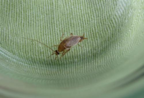 Ectobius sp.